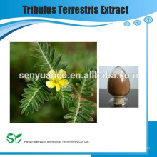 Extracto de frutas de Tribulus Terrestris de alta calidad en polvo